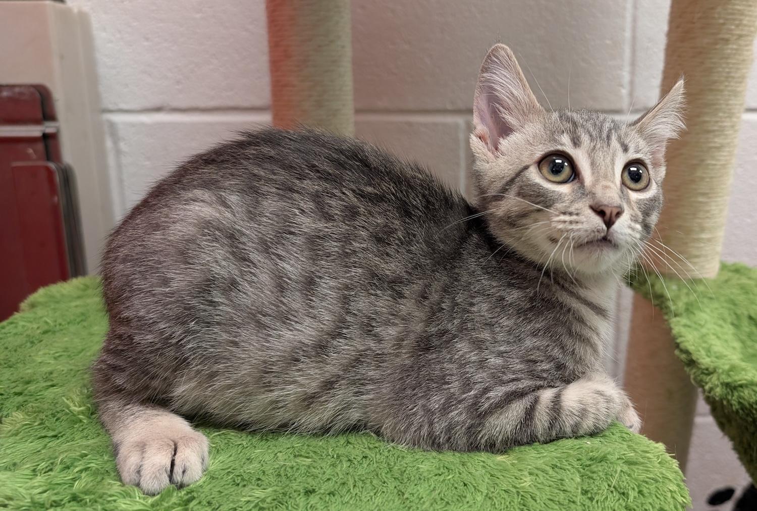 Jake, a Adoptable Domestic Short Hair in Smithfield, NC image 1/5