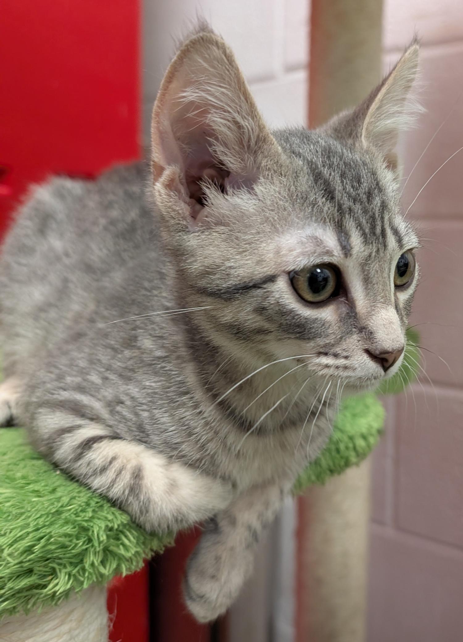 Jake, a Adoptable Domestic Short Hair in Smithfield, NC image 2/5