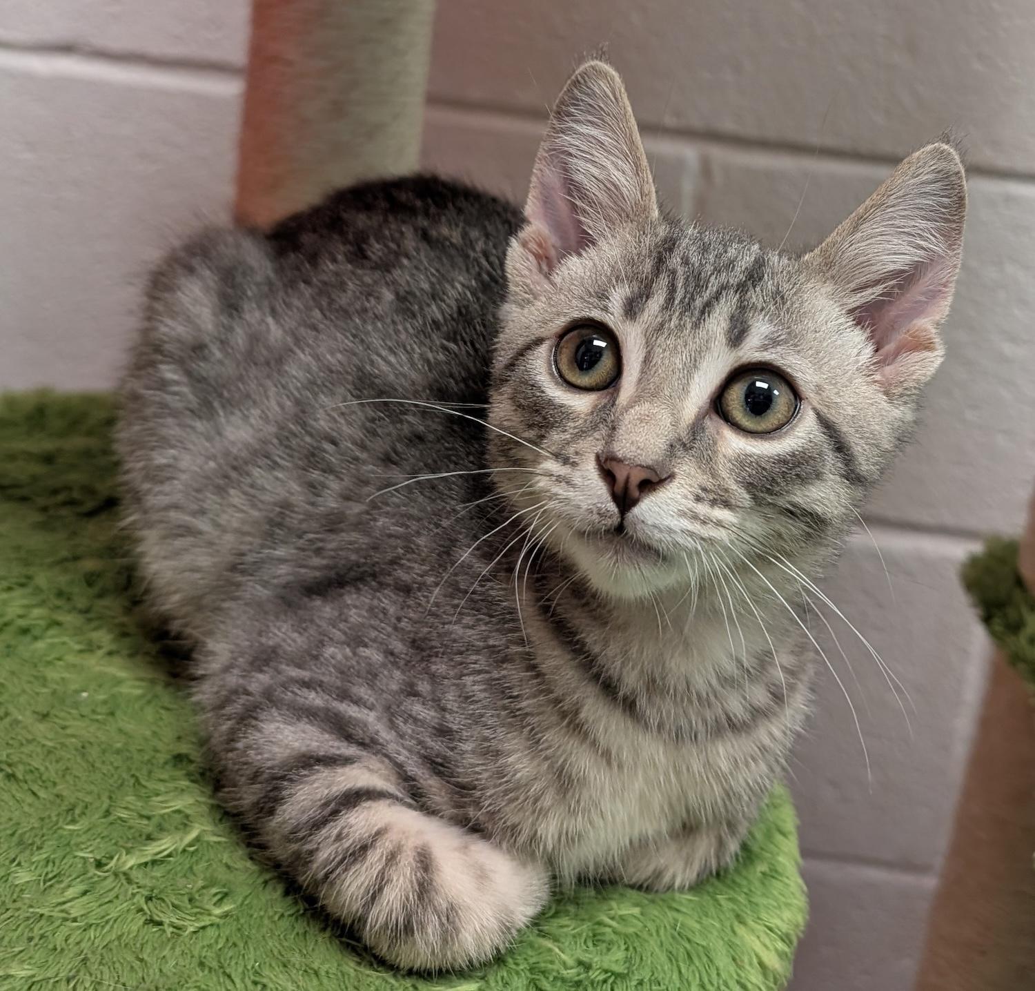 Jake, a Adoptable Domestic Short Hair in Smithfield, NC image 3/5