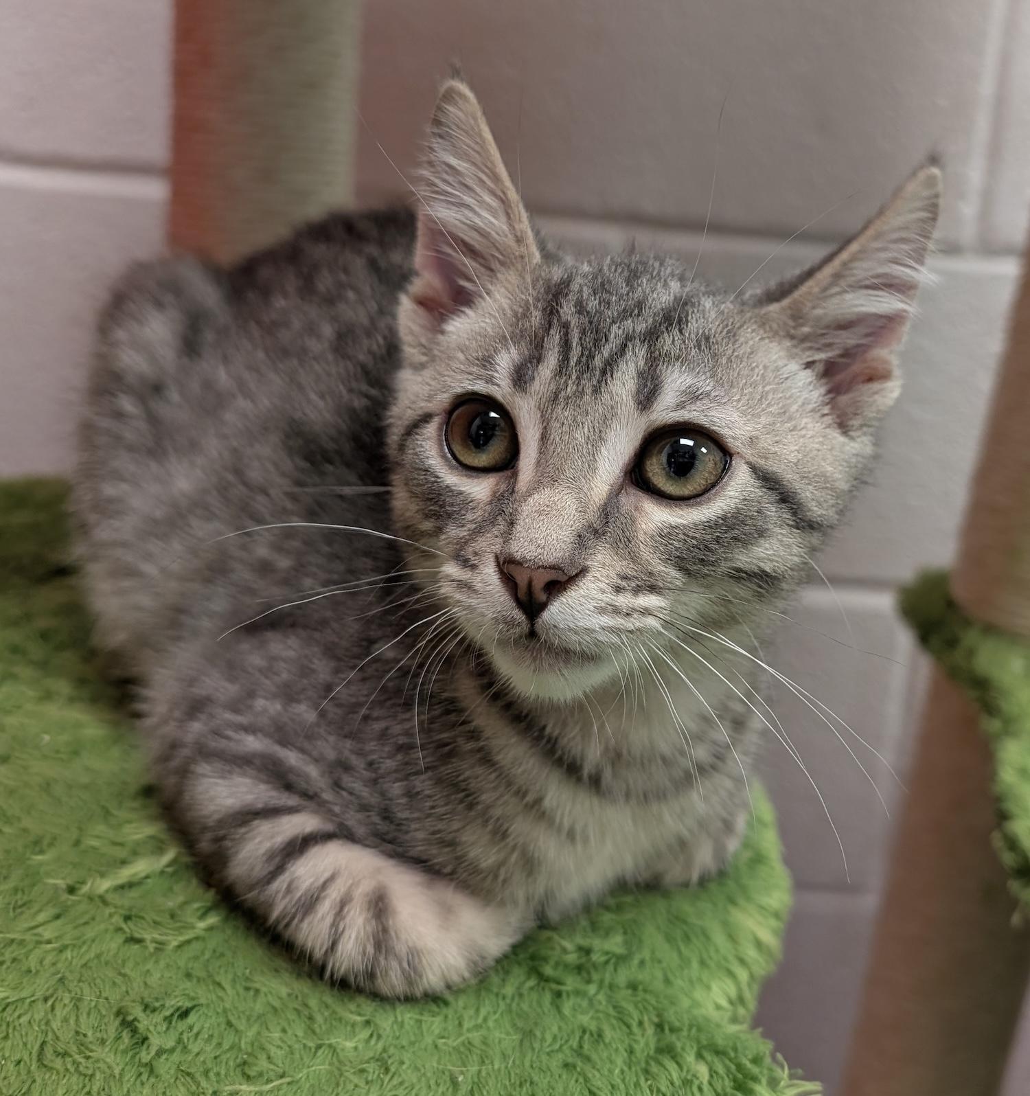Jake, a Adoptable Domestic Short Hair in Smithfield, NC image 4/5