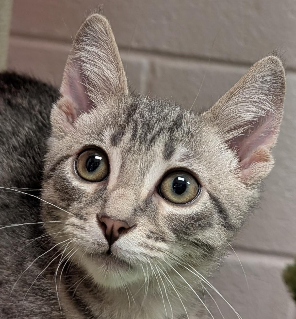 Jake, Baby Male Domestic Short Hair