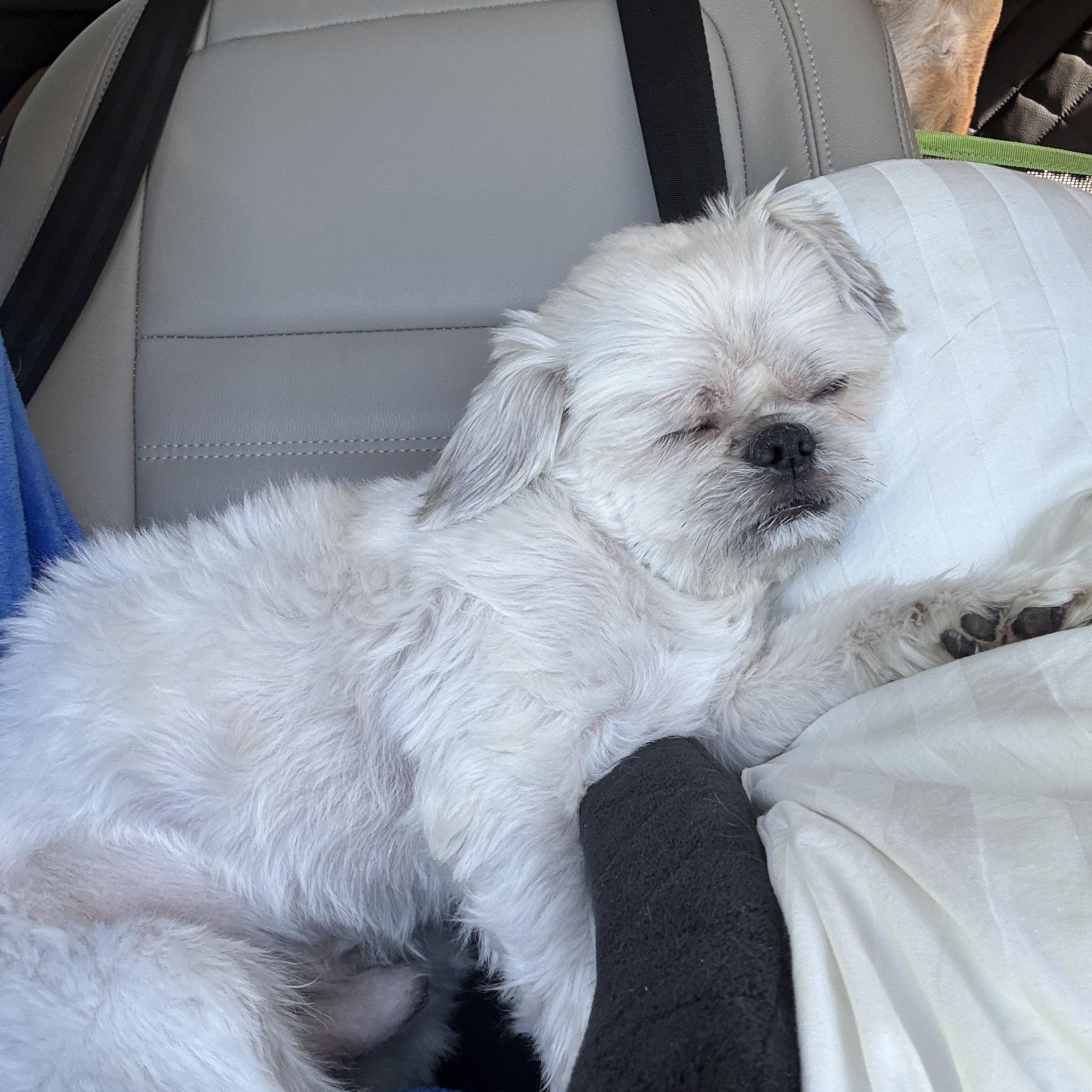 Enlarge SCOUT pending, an adopted Shih Tzu in Eden Prairie, MN image 3/3