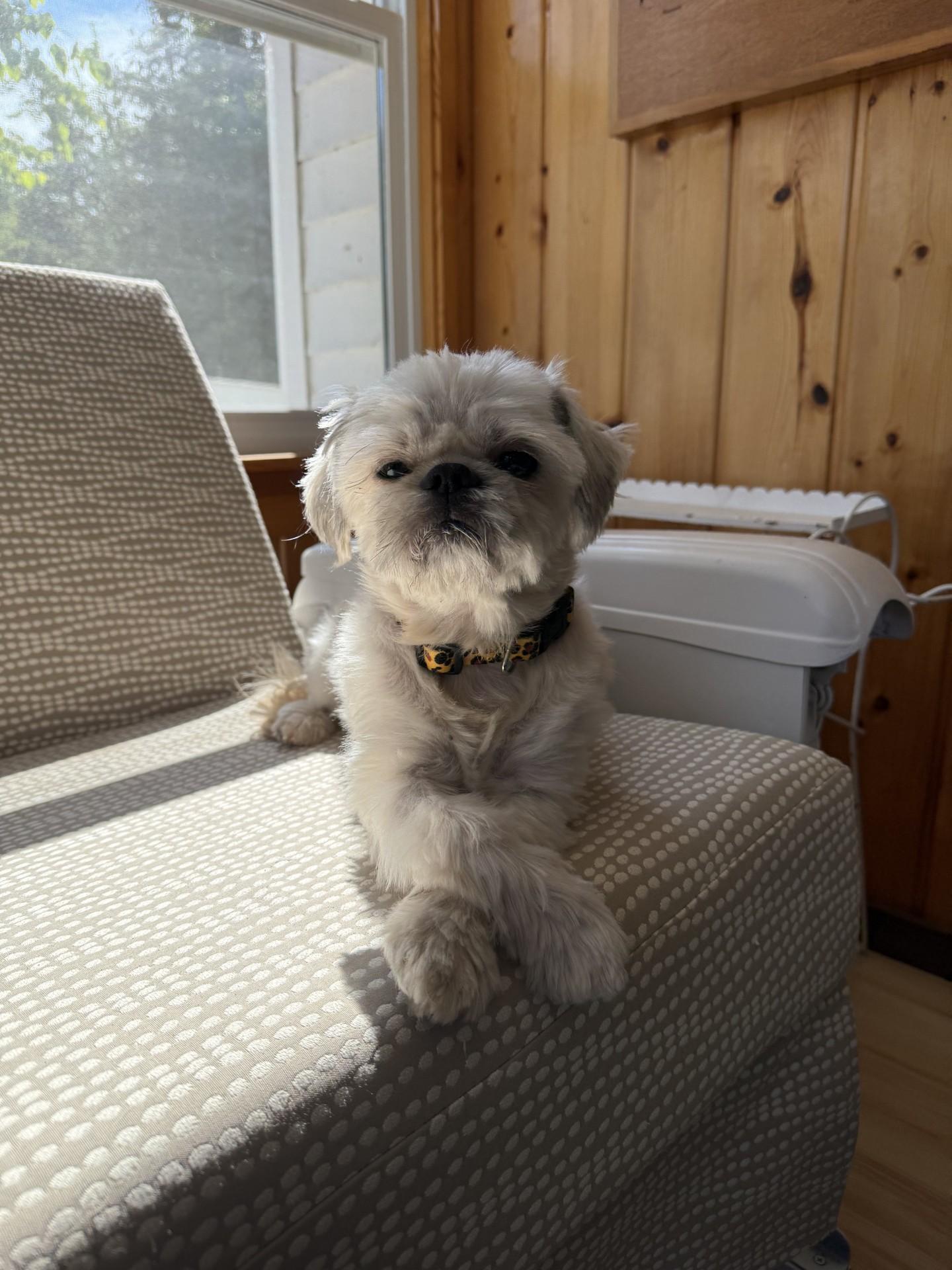 SCOUT pending, adopted, Young Male Shih Tzu.