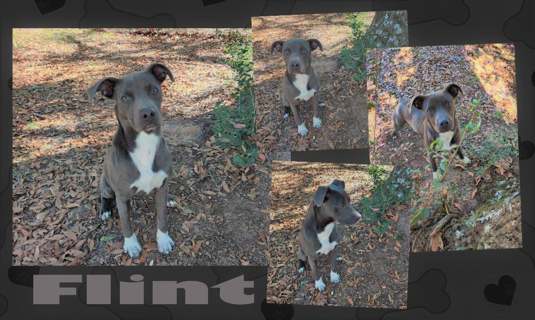Flint, Adoptable, Puppy Male Labrador Retriever & Pit Bull Terrier.