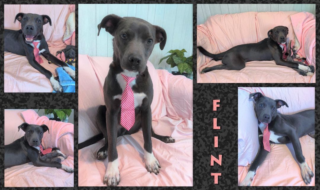 Flint, a Adoptable mixed breed in Ozark, AL image 2/12