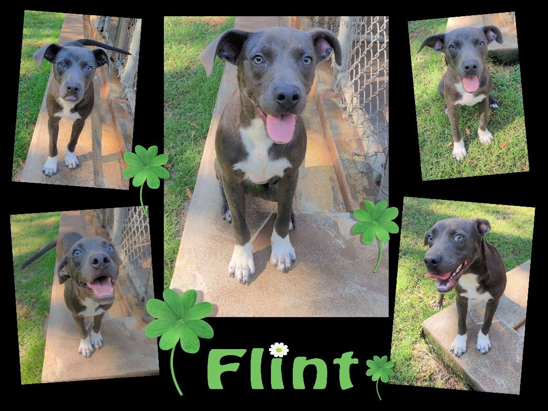 Flint, a Adoptable mixed breed in Ozark, AL image 3/12