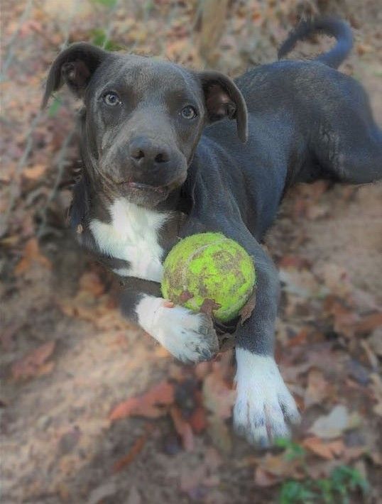 Flint, a Adoptable mixed breed in Ozark, AL image 4/12