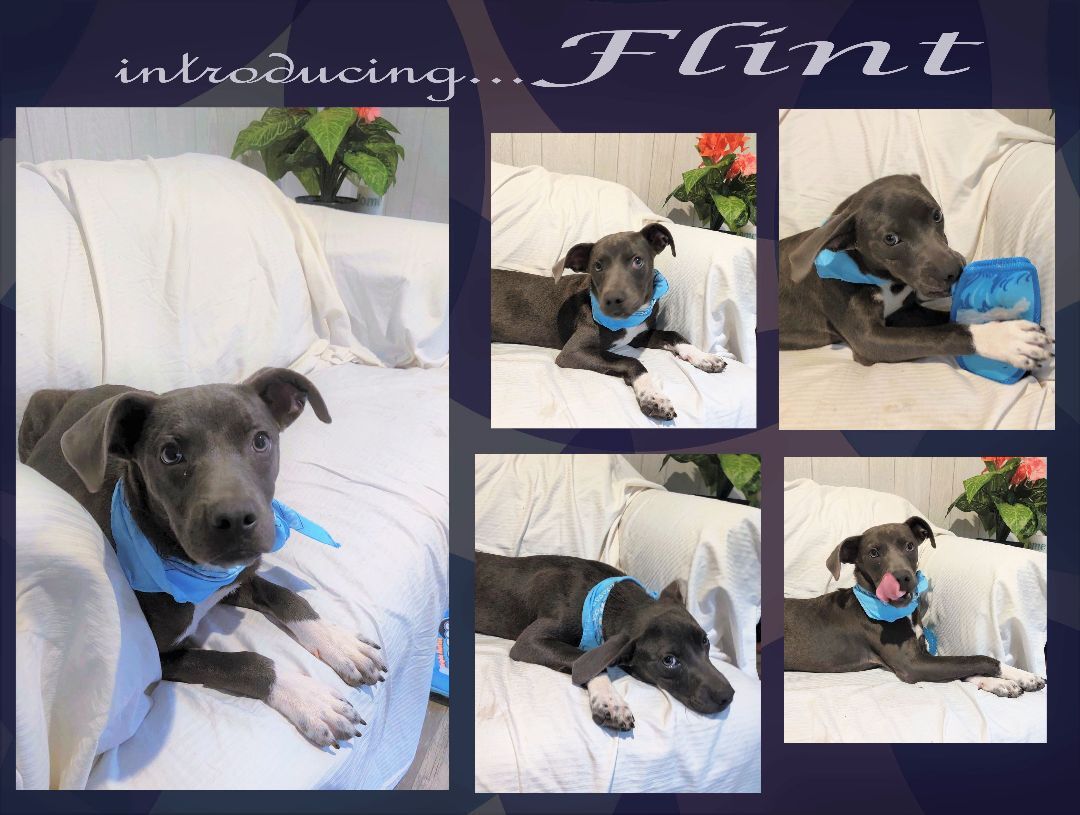 Flint, a Adoptable mixed breed in Ozark, AL image 5/12