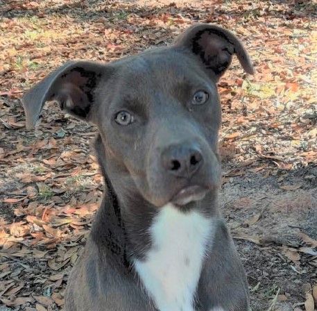 Flint, a Adoptable mixed breed in Ozark, AL image 6/12