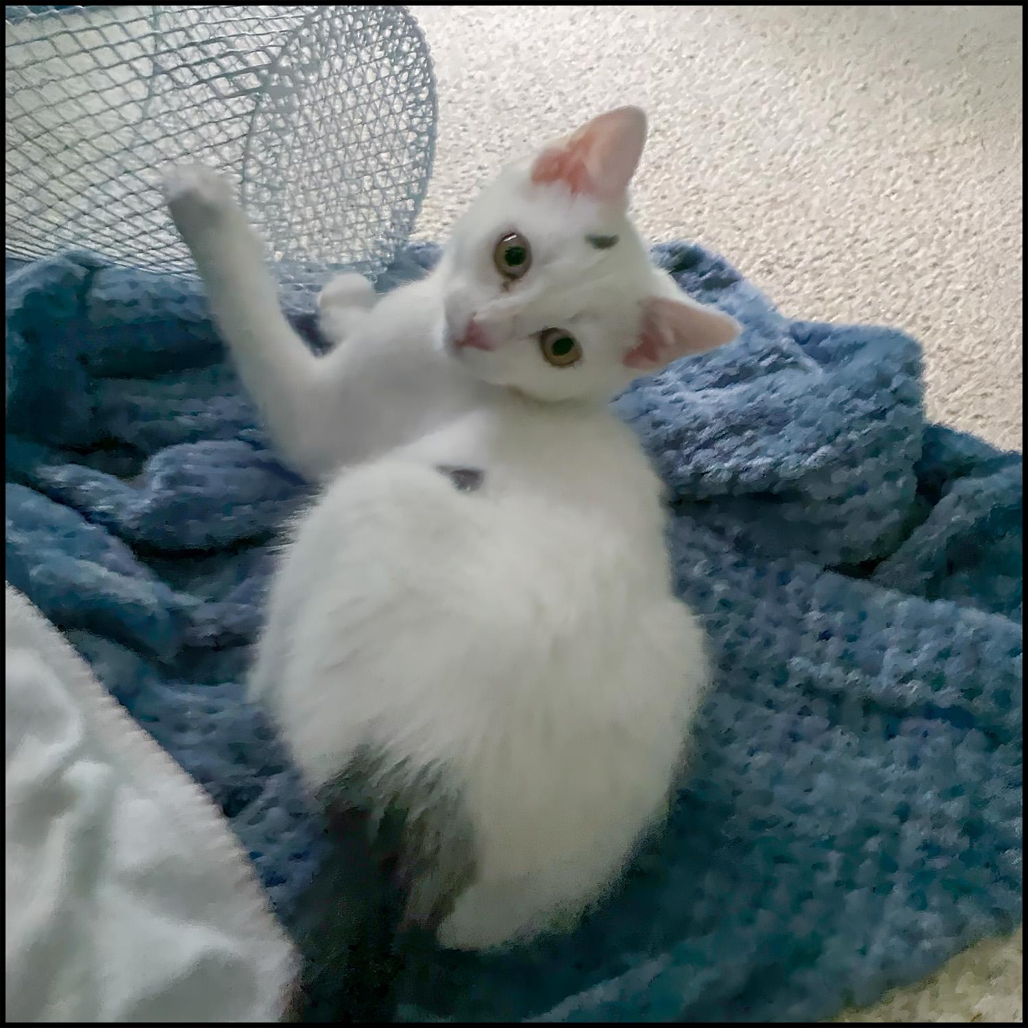 Toto, a Adoptable mixed breed in Roswell, GA image 1/2