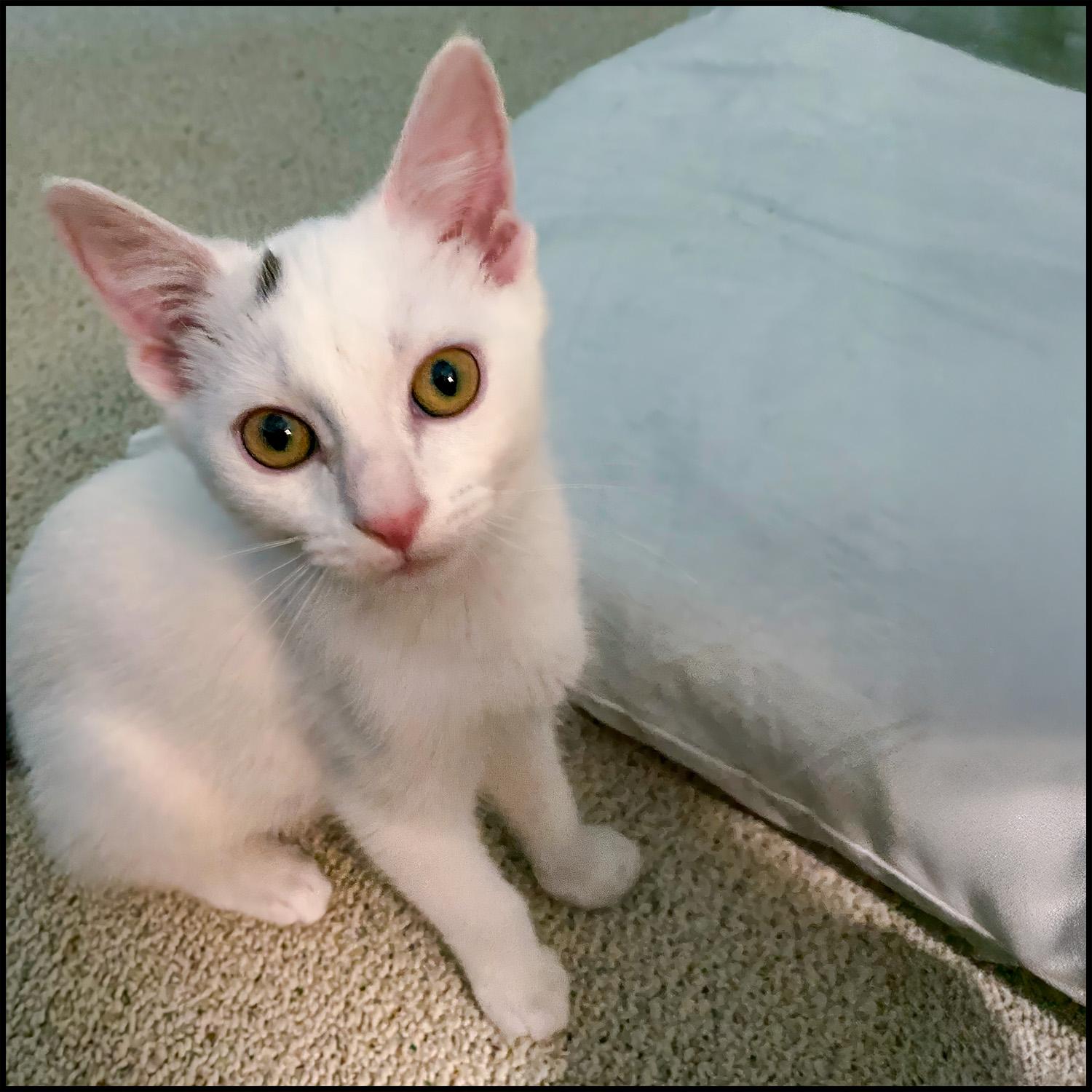 Toto, a Adoptable mixed breed in Roswell, GA image 2/2