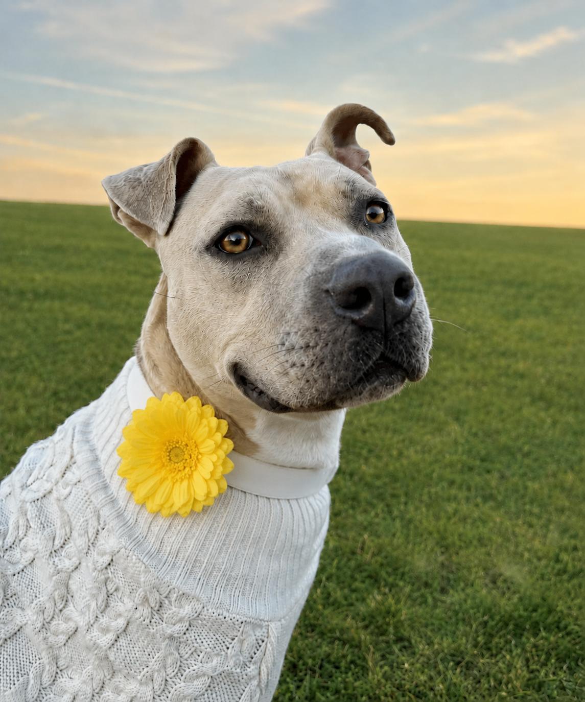 Brenda, Adoptable, Young Female Pit Bull Terrier.