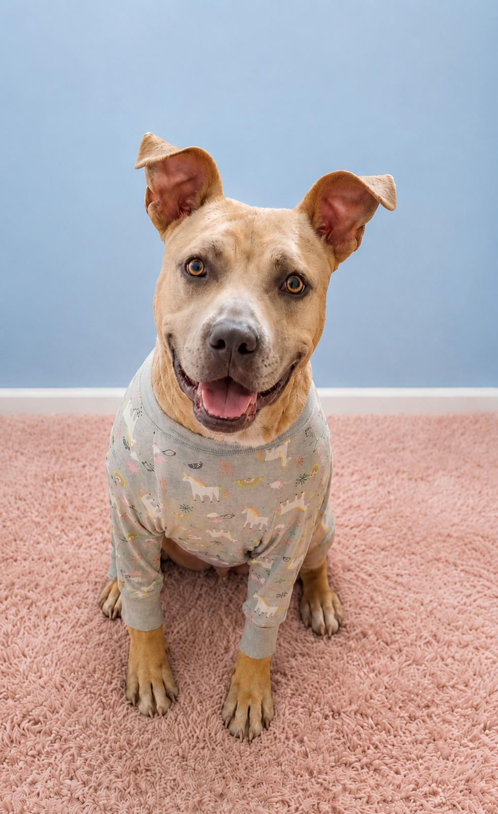 Enlarge Brenda, a Adoptable Pit Bull Terrier in Louisville, KY image 3/6
