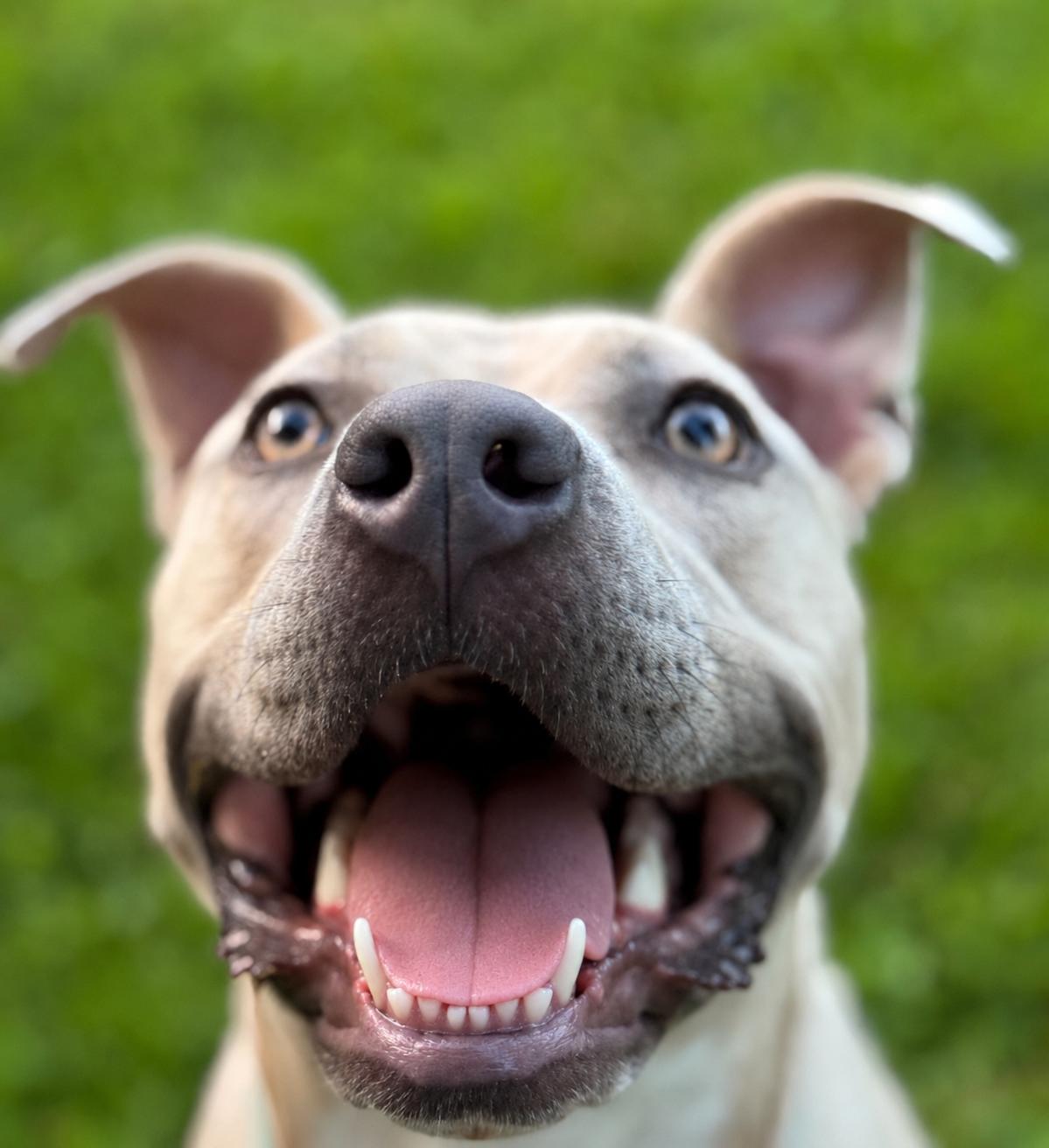 Enlarge Brenda, a Adoptable Pit Bull Terrier in Louisville, KY image 4/6
