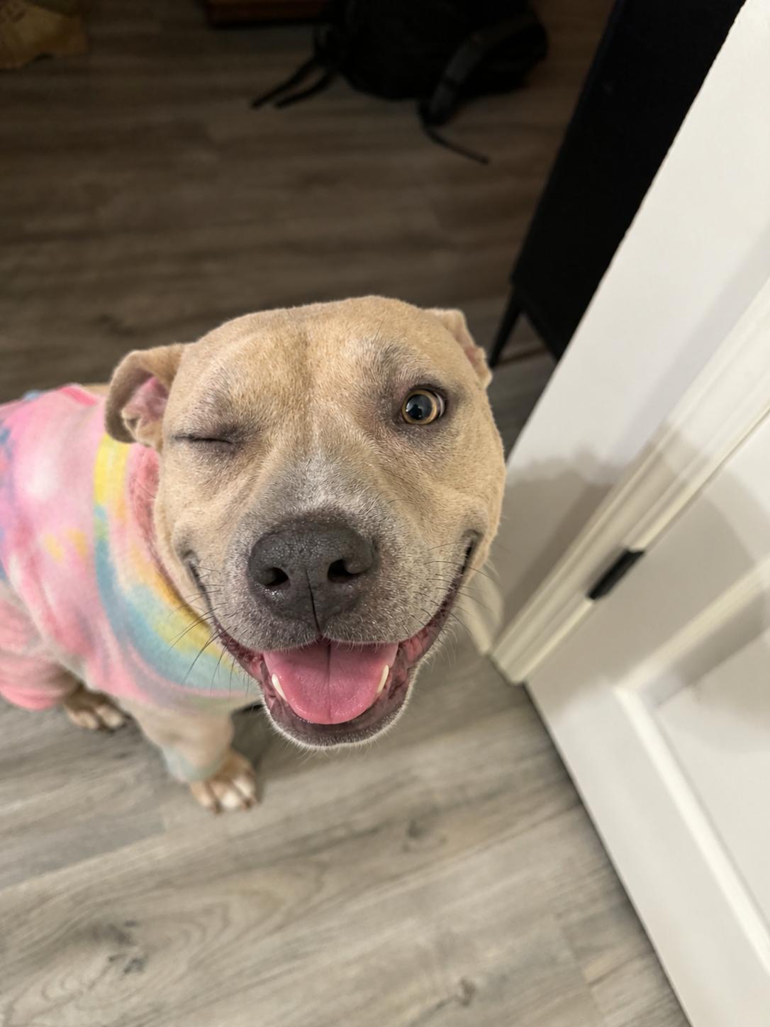 Enlarge Brenda, a Adoptable Pit Bull Terrier in Louisville, KY image 6/6