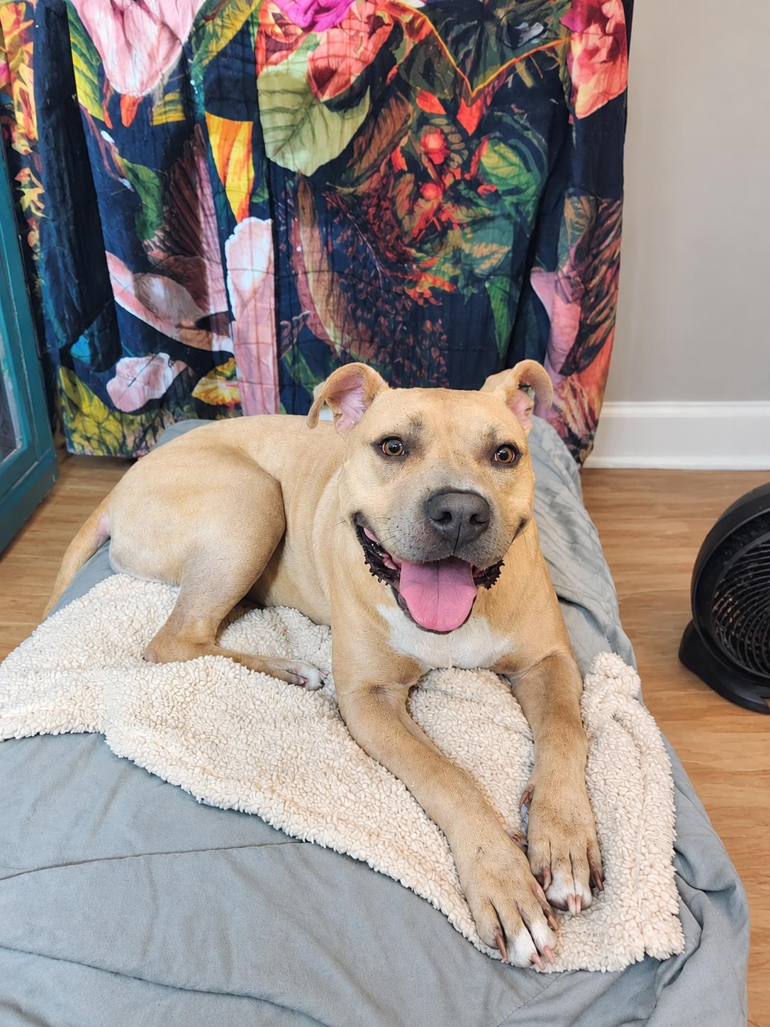 Enlarge Brenda, a Adoptable Pit Bull Terrier in Louisville, KY image 2/6