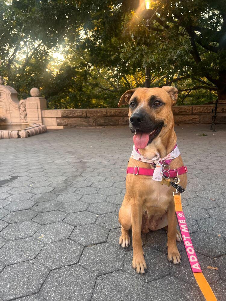 Kloe, a Adoptable mixed breed in New York, NY image 1/3
