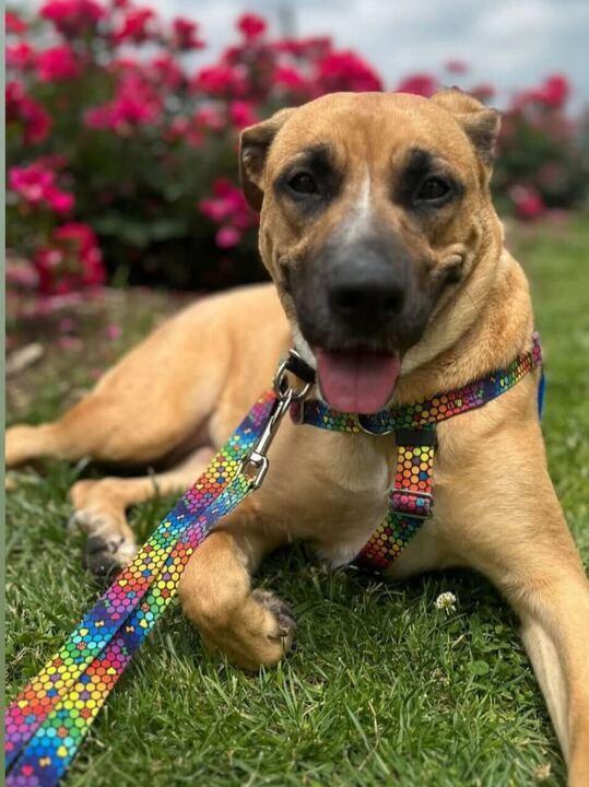 Kloe, a Adoptable mixed breed in New York, NY image 3/3