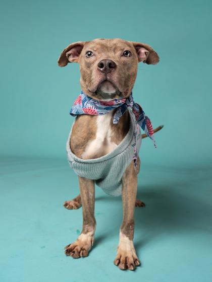 Enlarge Aioli, a Adoptable mixed breed in Atlanta, GA image 2/3