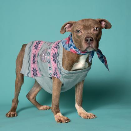 Aioli, a Adoptable mixed breed in Atlanta, GA image 2/3