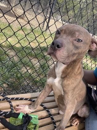 Aioli, a Adoptable mixed breed in Atlanta, GA image 3/3