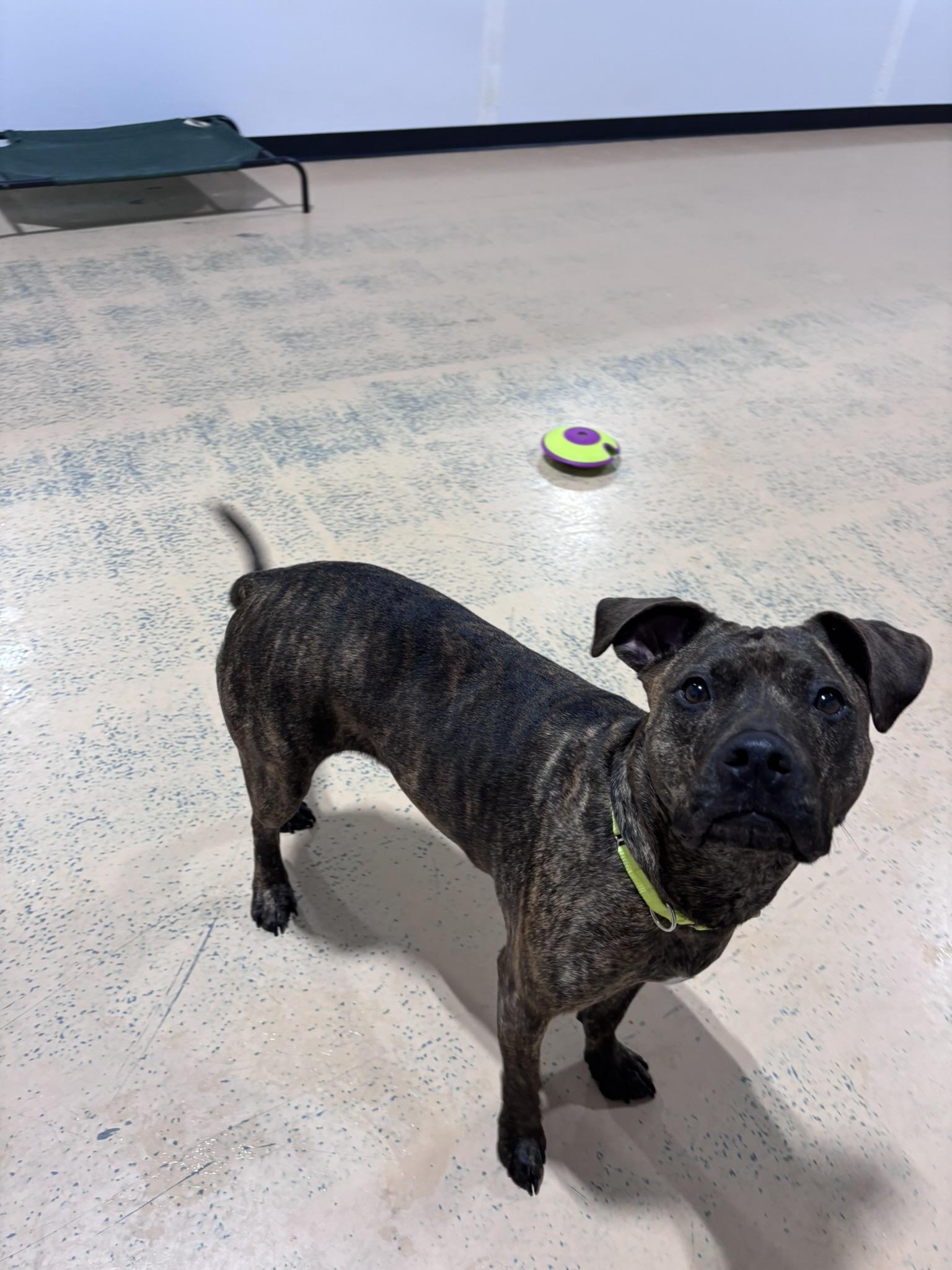 Enlarge HALLSEY , a Adoptable Mixed Breed in Pembroke, MA image 4/5