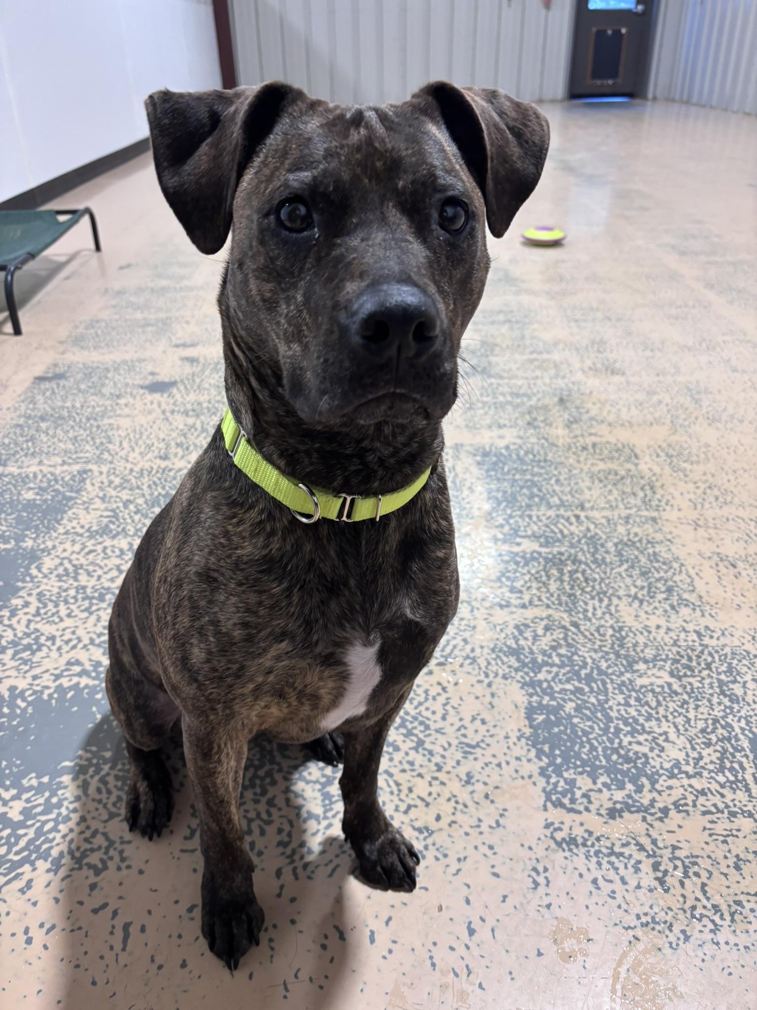 Enlarge HALLSEY , a Adoptable Mixed Breed in Pembroke, MA image 5/5