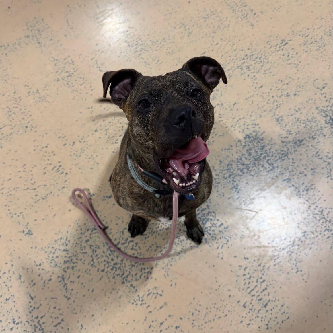 Enlarge HALLSEY , a Adoptable Mixed Breed in Pembroke, MA image 3/5