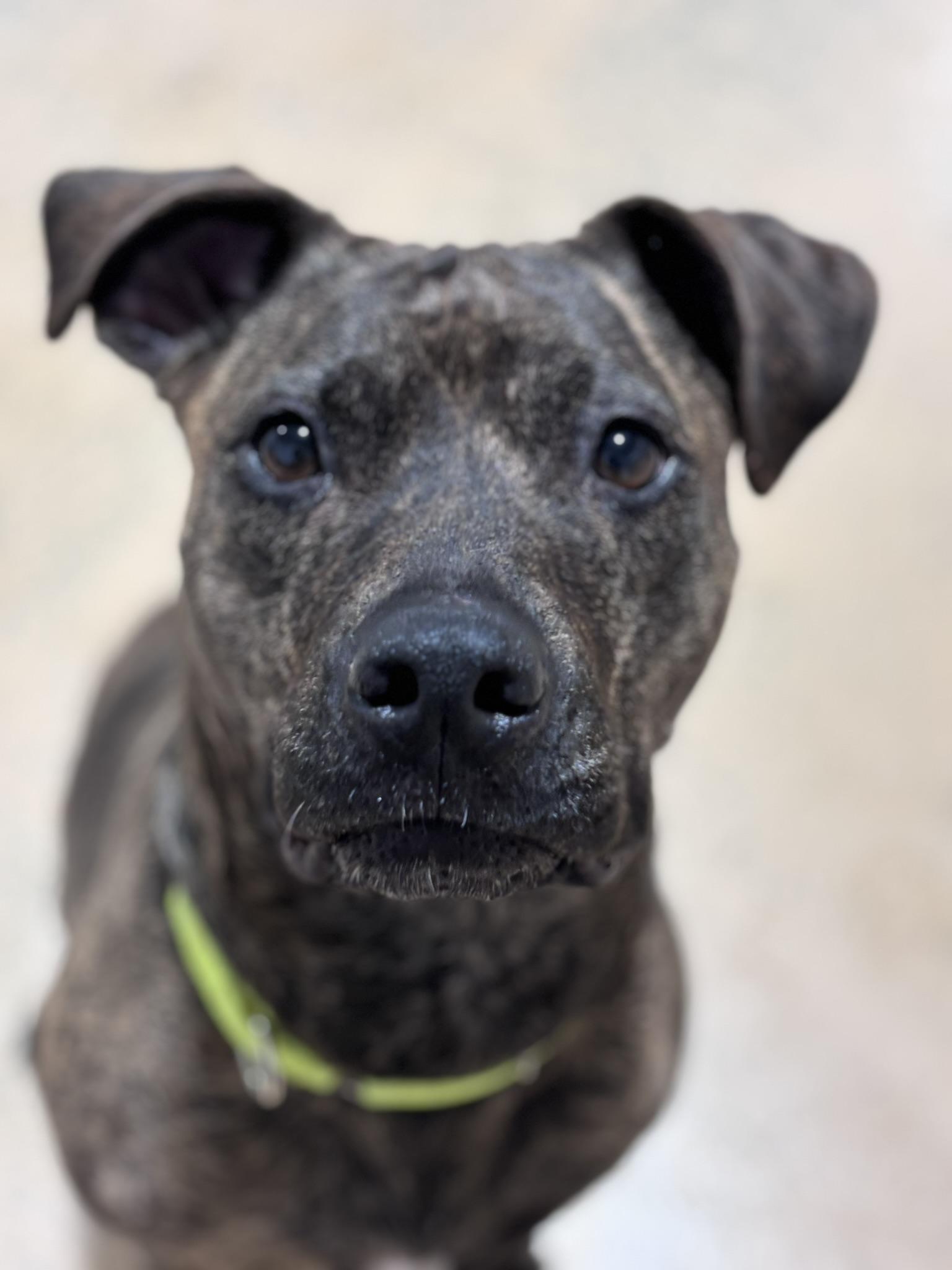 Enlarge HALLSEY , a Adoptable Mixed Breed in Pembroke, MA image 2/5