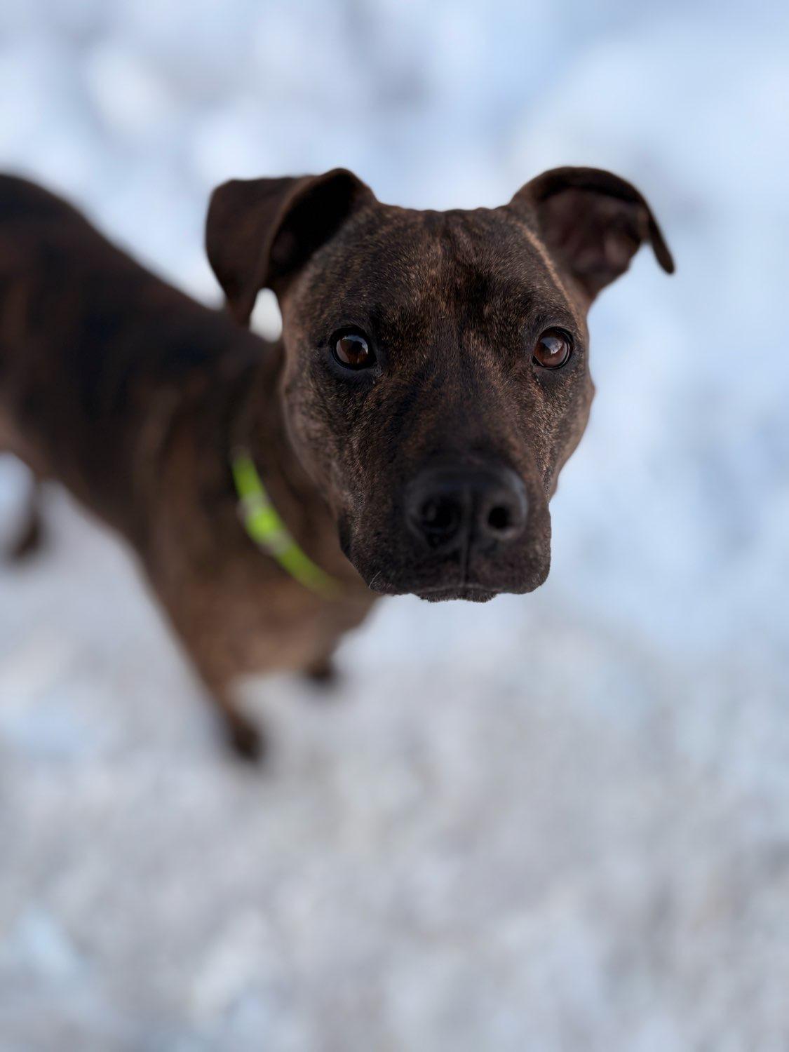 HALLSEY , Adoptable, Young Female Mixed Breed.