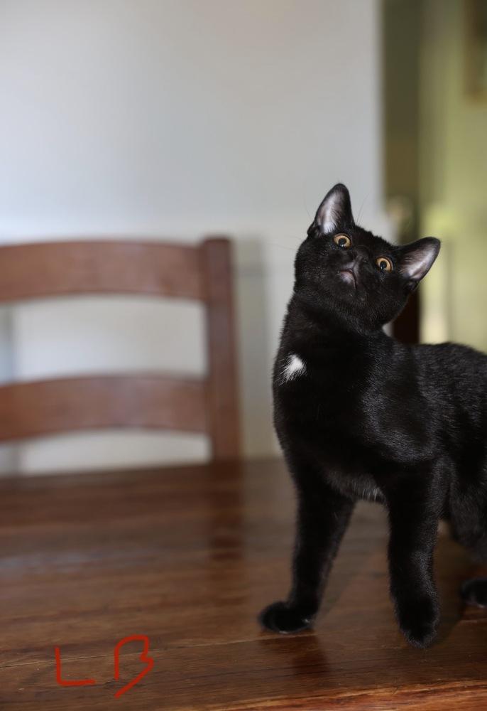 Enlarge Initials Kitten: LB, a Adoptable mixed breed in Warren, CT image 1/6