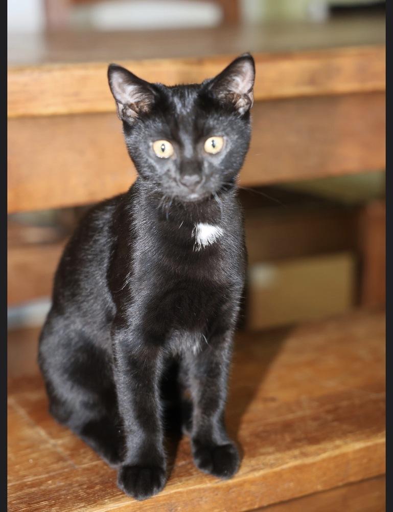 Enlarge Initials Kitten: LB, a Adoptable mixed breed in Warren, CT image 2/6