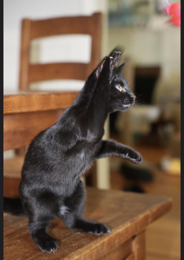 Enlarge Initials Kitten: LB, a Adoptable mixed breed in Warren, CT image 3/6