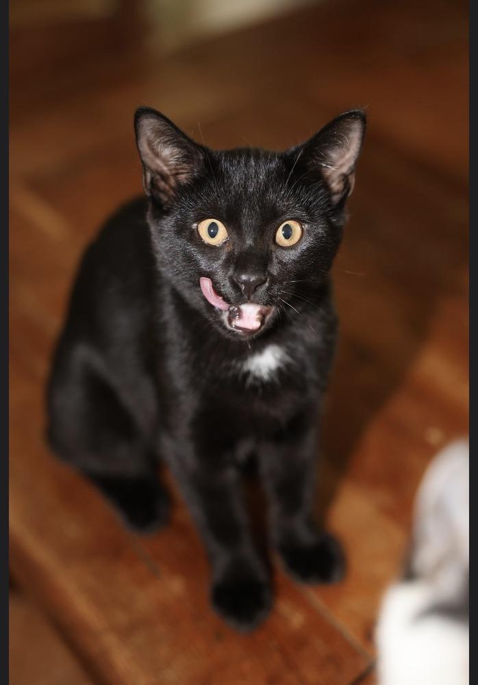 Enlarge Initials Kitten: LB, a Adoptable mixed breed in Warren, CT image 4/6