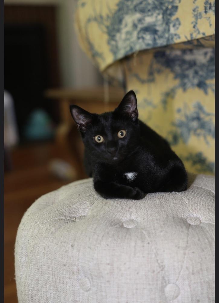 Enlarge Initials Kitten: LB, a Adoptable mixed breed in Warren, CT image 5/6