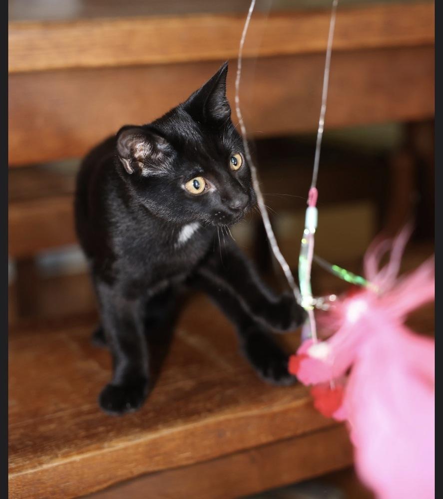 Enlarge Initials Kitten: LB, a Adoptable mixed breed in Warren, CT image 6/6