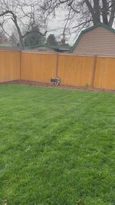 Enlarge Shy, a Adopted mixed breed in Milwaukie, OR video 1/5