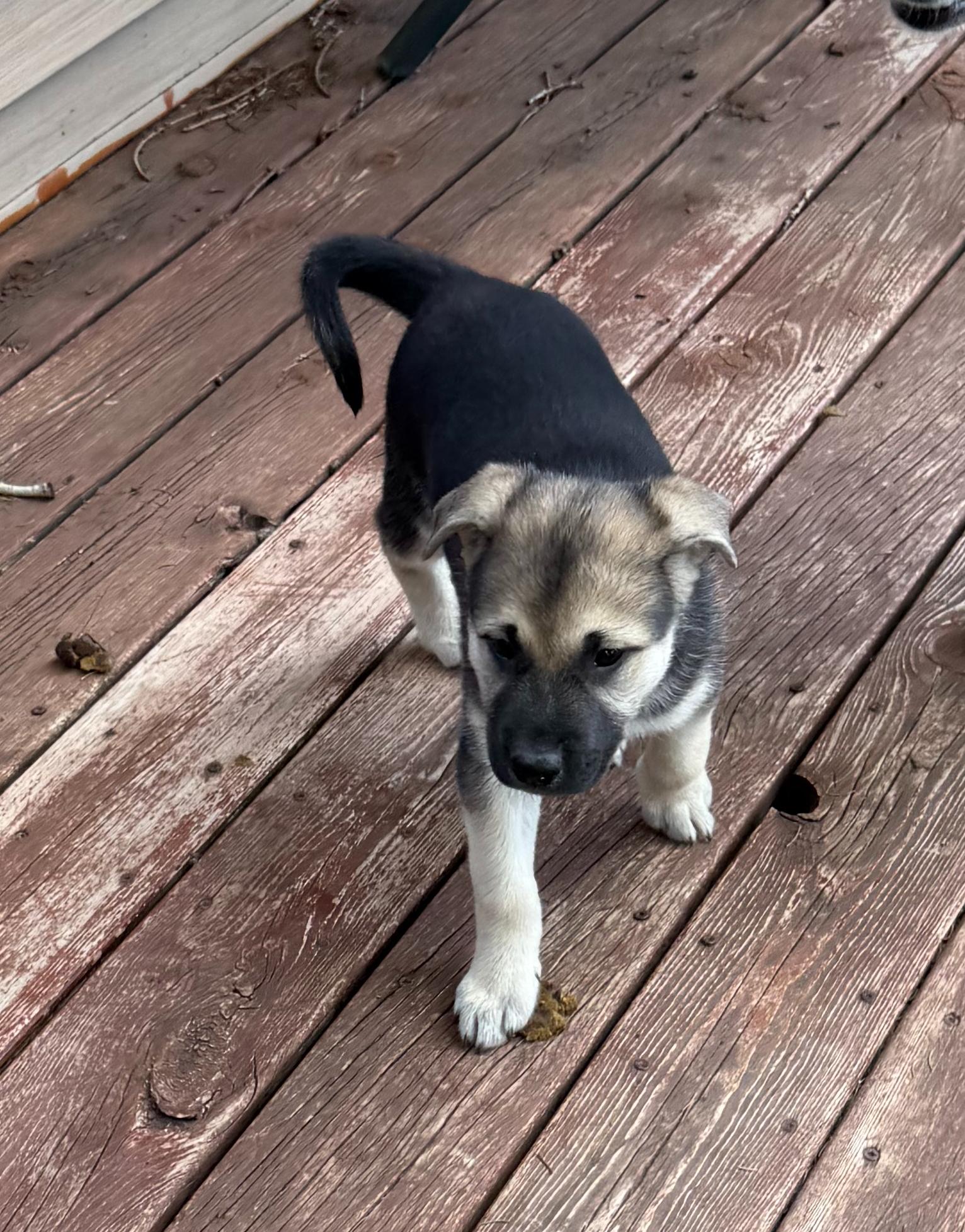 Enlarge Chip (F), a Adoptable mixed breed in Sun Prairie, WI image 2/3