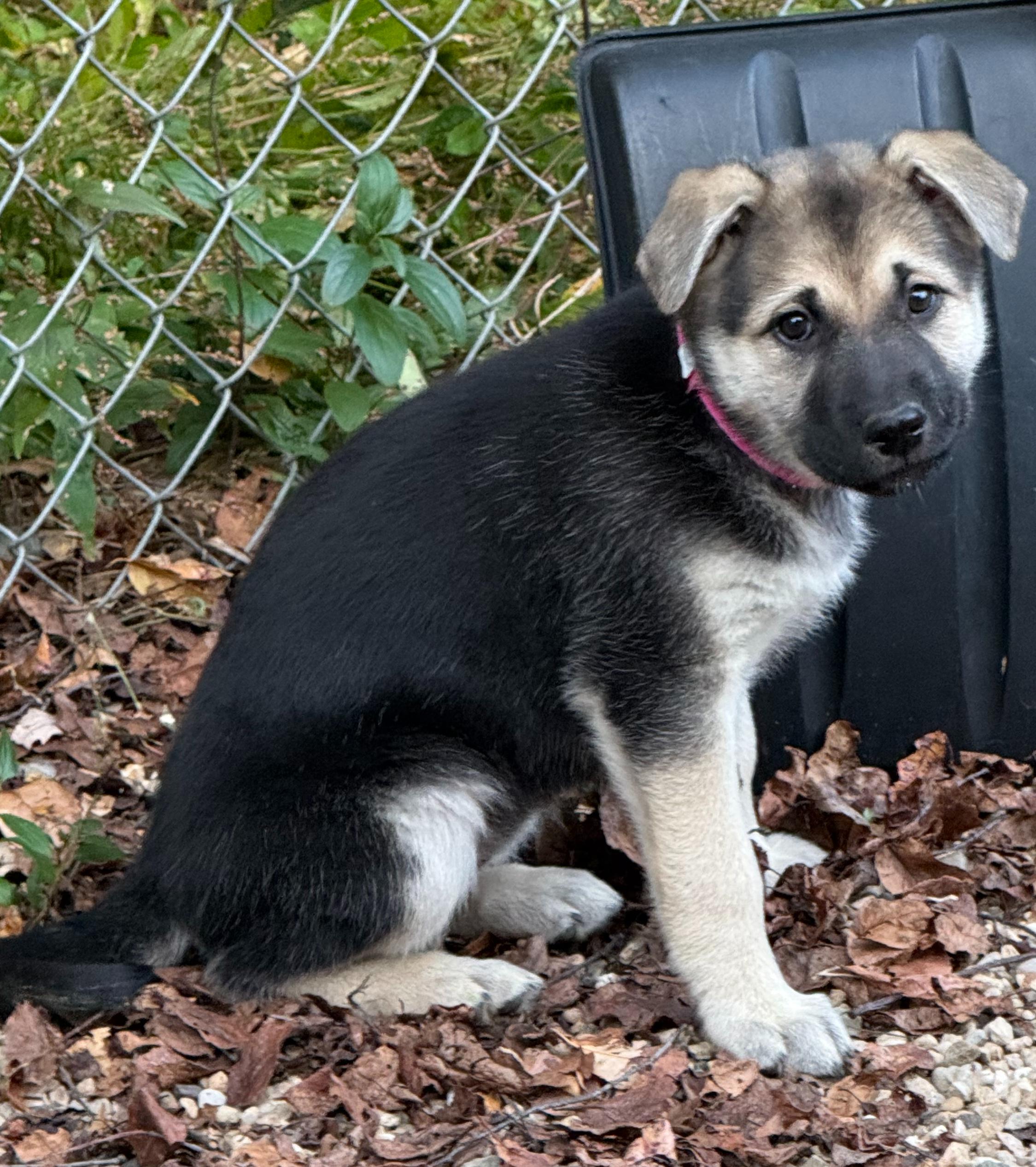 Chip (F), Adoptable, Puppy Female Labrador Retriever.