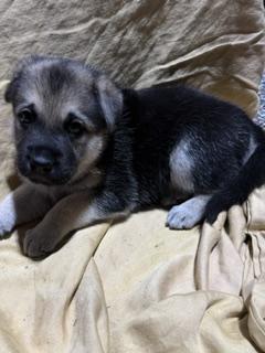 Enlarge Chip (F), a Adoptable mixed breed in Sun Prairie, WI image 3/3