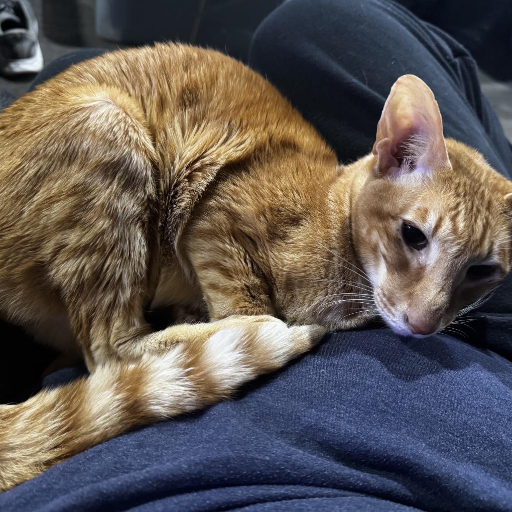 Bandito (Foster), Adoptable, Senior Male Oriental Short Hair.