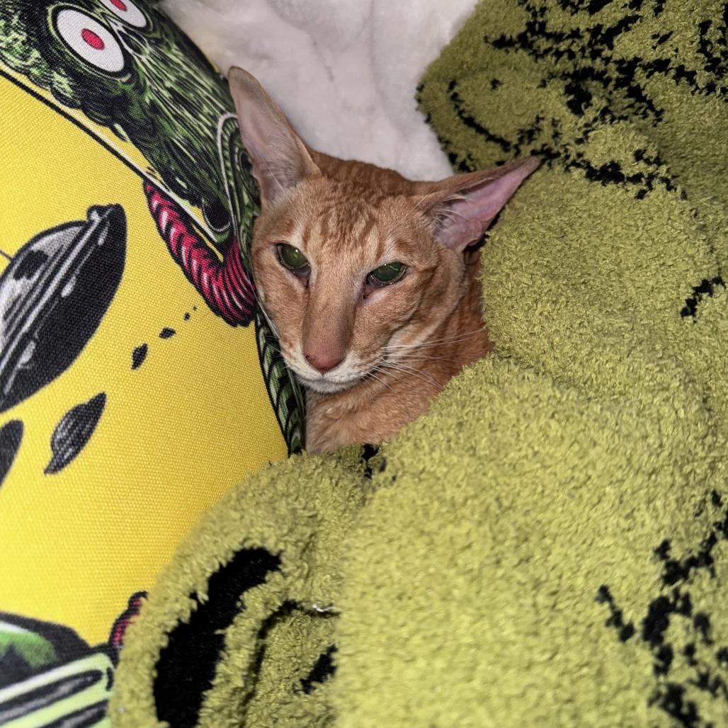 Bandito (Foster), a Adoptable Oriental Short Hair in Belleville, IL image 3/6