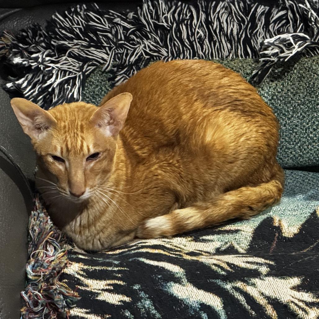 Bandito (Foster), a Adoptable Oriental Short Hair in Belleville, IL image 4/6