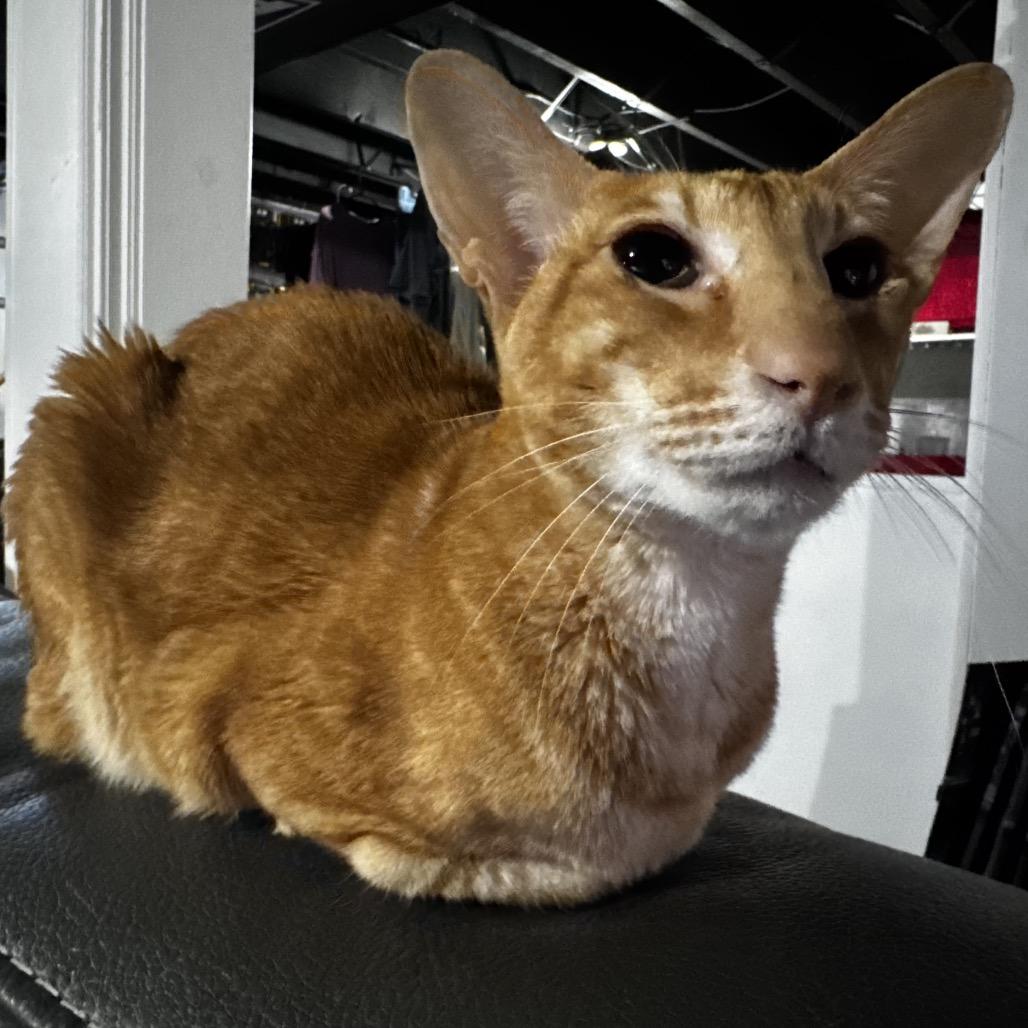 Bandito (Foster), a Adoptable Oriental Short Hair in Belleville, IL image 5/6