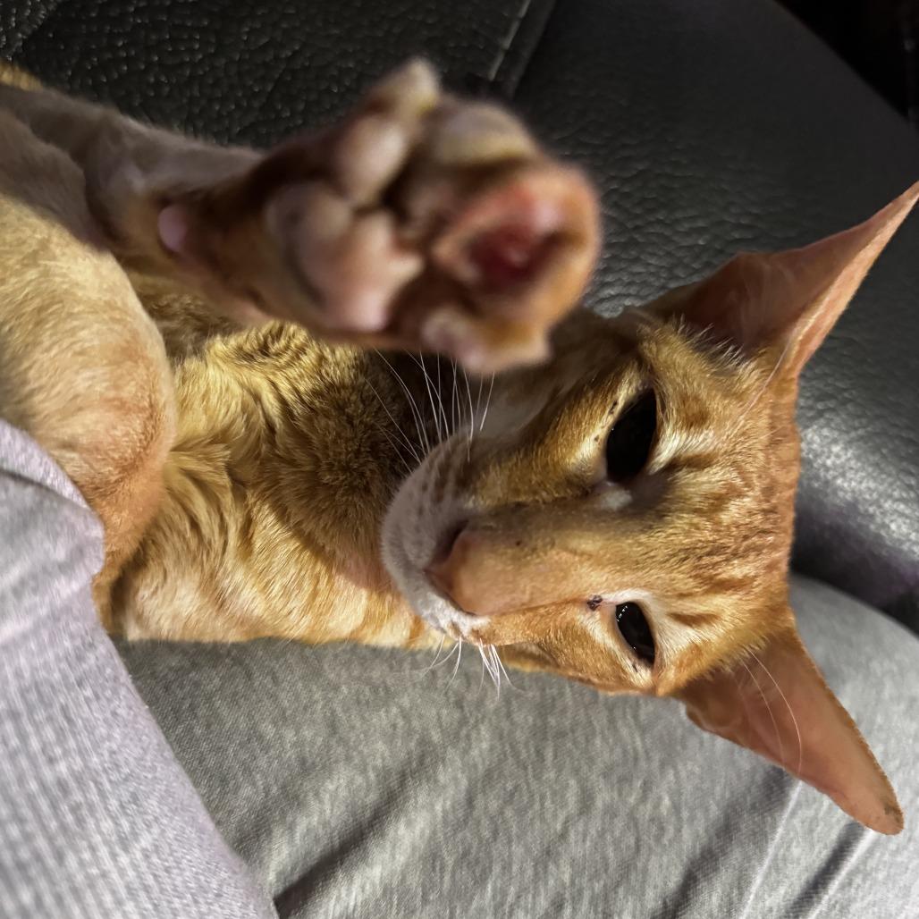 Bandito (Foster), a Adoptable Oriental Short Hair in Belleville, IL image 6/6