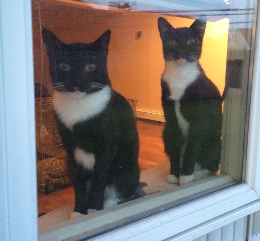 Bella (on right) & Clyde, Adopted, Adult Female Domestic Short Hair.