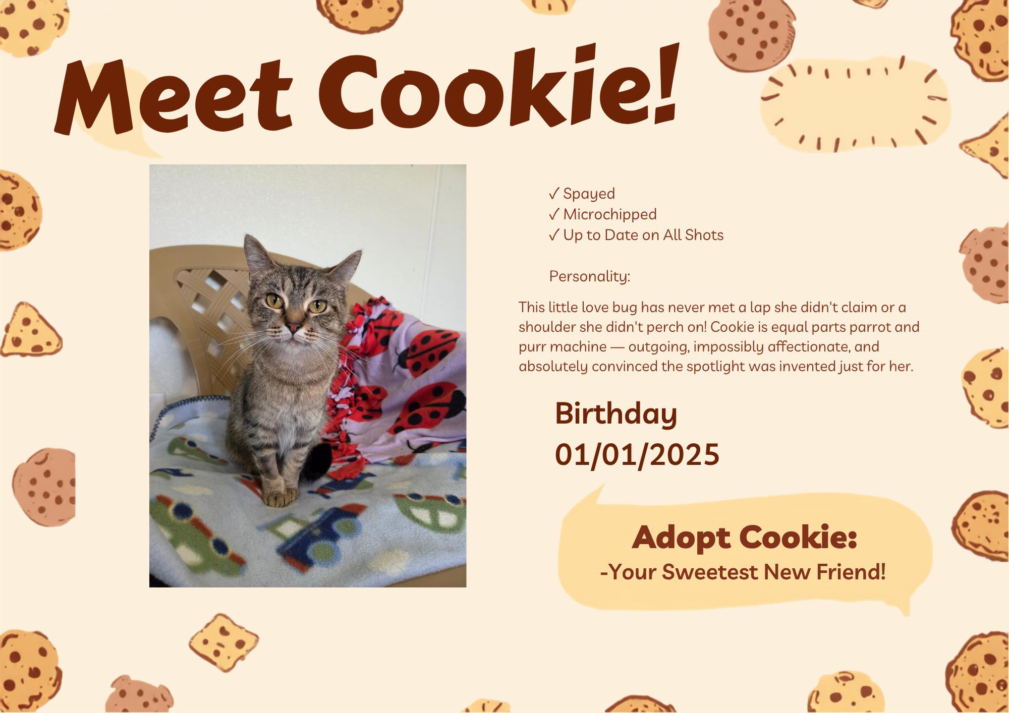 Enlarge Cookie, a ADOPTABLE Domestic Short Hair in Lincoln, IL image 2/2
