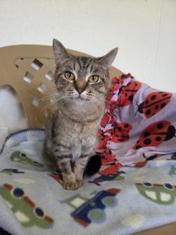 Enlarge Cookie, a ADOPTABLE Domestic Short Hair in Lincoln, IL image 1/2
