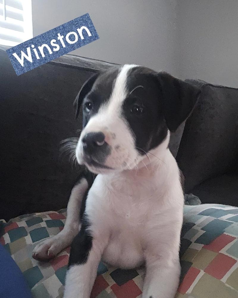 Winston, a Adoptable mixed breed in Orlando, FL image 1/3