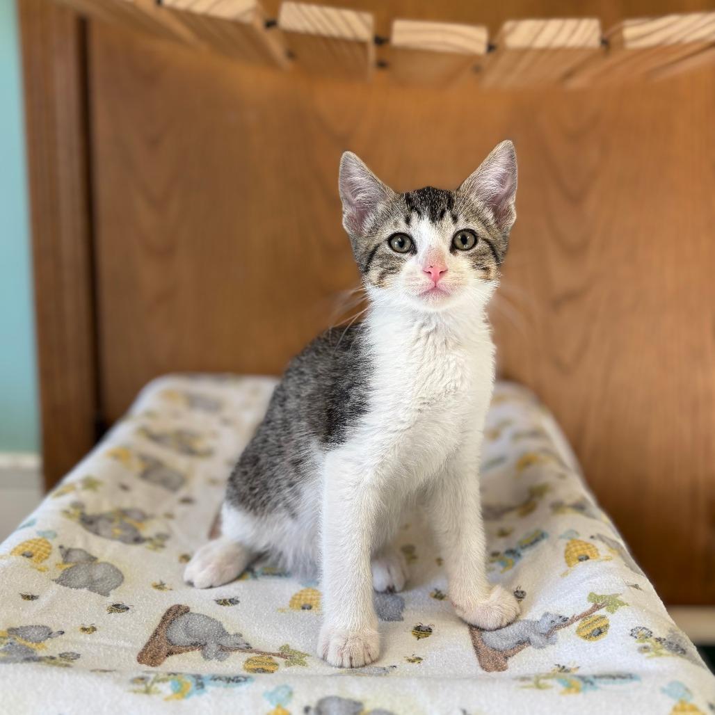Enlarge Toto--In Foster, a Adoptable Domestic Short Hair in Fargo, ND image 1/1